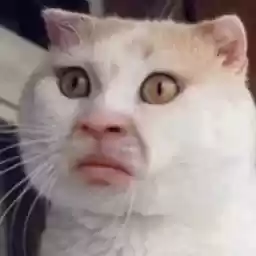 LolAnimals