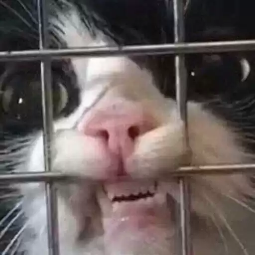 LolAnimals2
