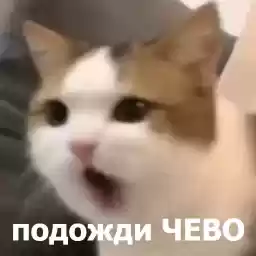 LolAnimals4