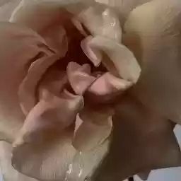 LoveKap