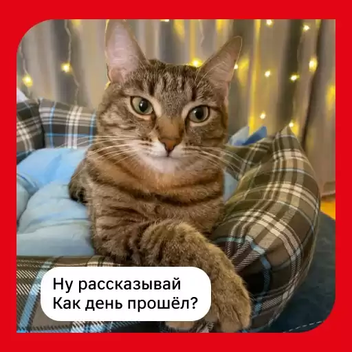MagnitCats