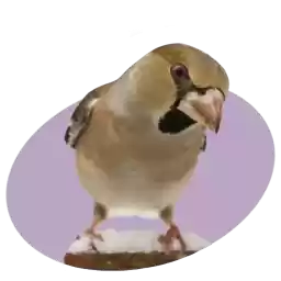 Mospriroda_PtitsyStolitsy
