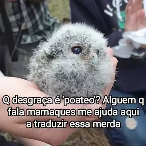 MsgFofas