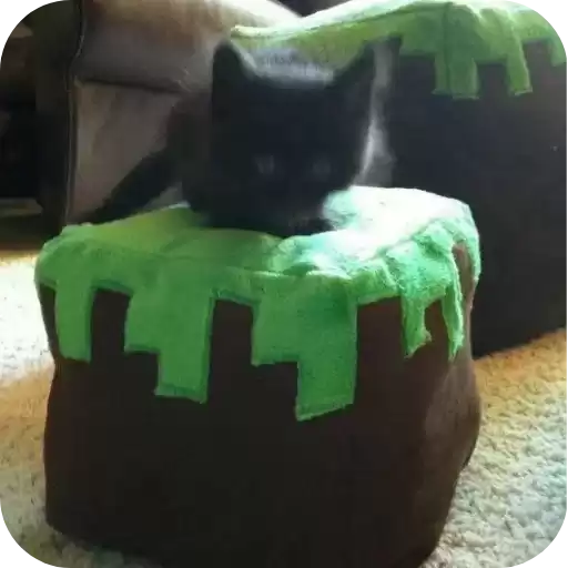 MyagkieVsratyshiMeowkyit1