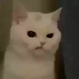Nekonyaaaa