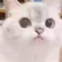 Nekonyaaaa