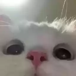 Nekonyaaaa
