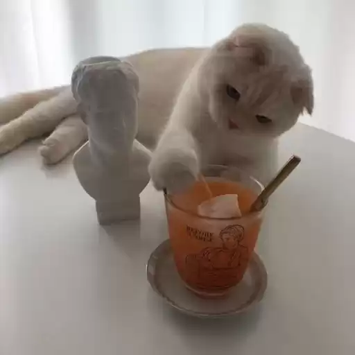 Nekonyaaaa