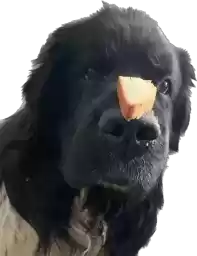 Newfoundland