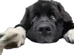 Newfoundland