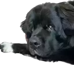 Newfoundland