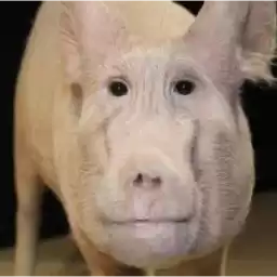 ObuchayuVTgTradermonkey