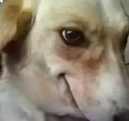 PepeIsVida