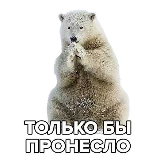 PolarBearSR