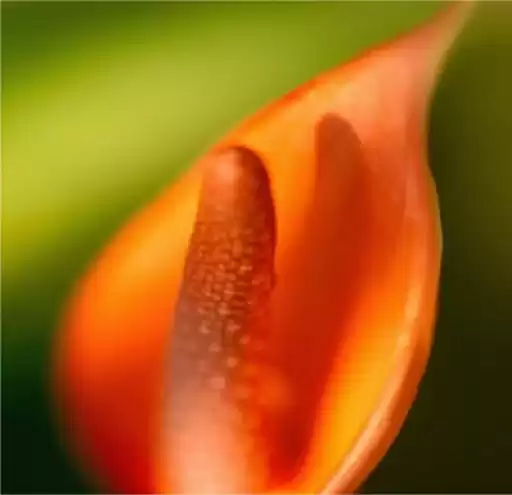 Porns