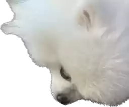 Pyonya
