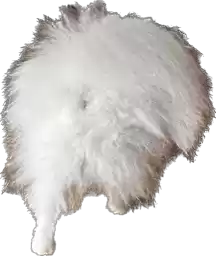 Pyonya