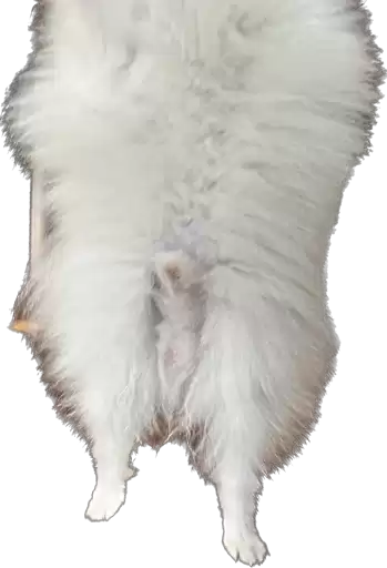 Pyonya