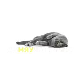SilaStoriesCat