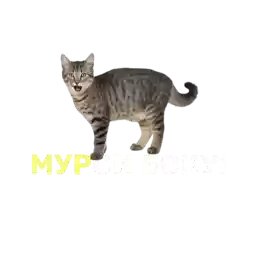 SilaStoriesCat
