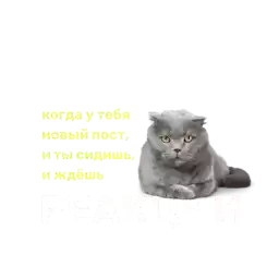 SilaStoriesCat