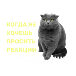 SilaStoriesCat