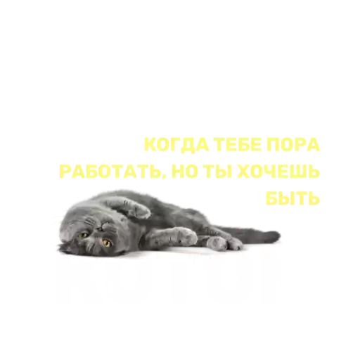 SilaStoriesCat