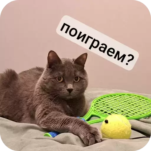 StavropolskieKotiki
