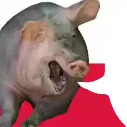 SvinoSotnya