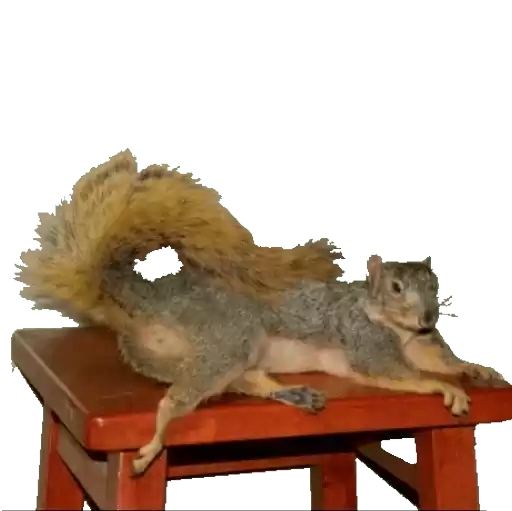Taxidermies