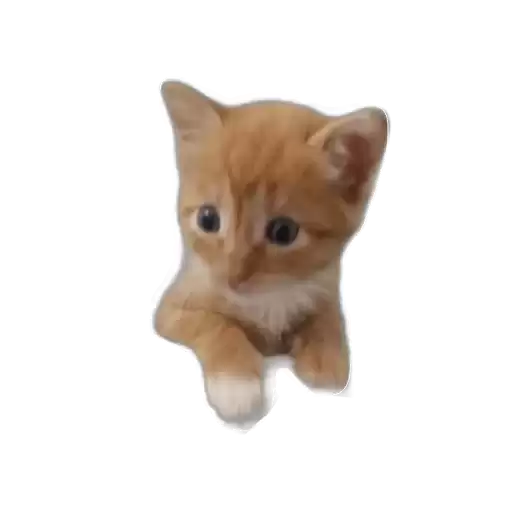 TgkMyagkieVsratyshiMeowkyit1BezFona