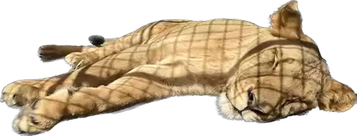 Tigers_Dovgalyuk