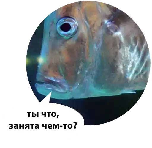 Tinderfish