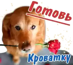 animalSmile
