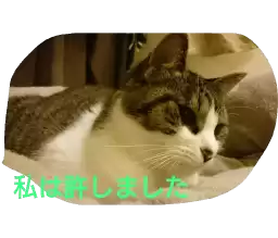 azuki