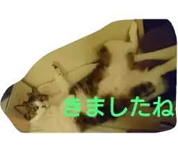 azuki