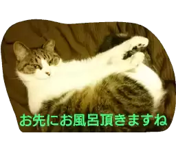 azuki