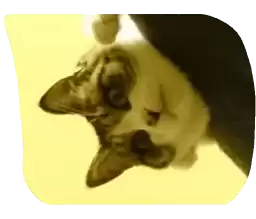 azuki