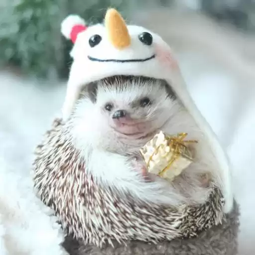 babyhedgehogs