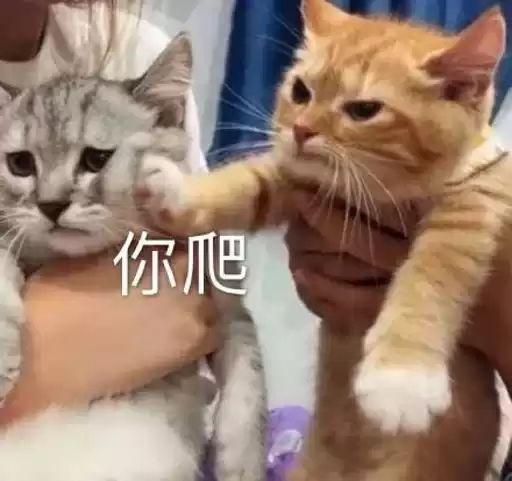 caiyilin38