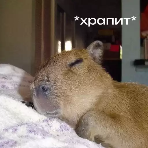 capybara_lifehacker