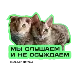 cat_chelyabinsk01
