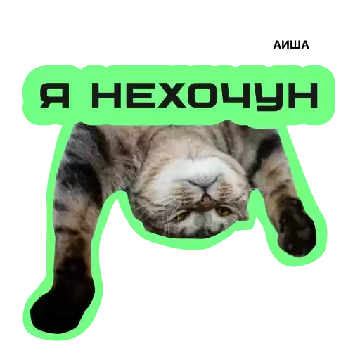 cat_chelyabinsk01