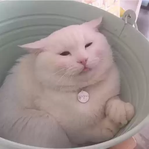 cat_nino