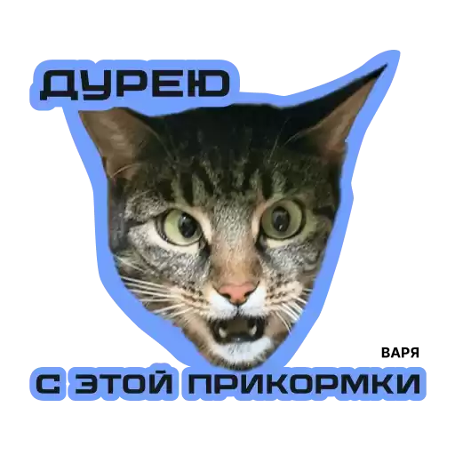 cat_vrn01