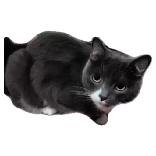 cats_gulyaka