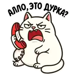 cats_mt
