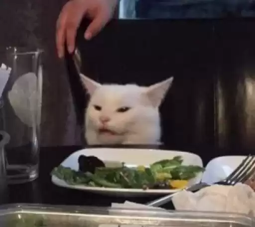 catssenseoflife