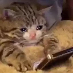 cccccccccats