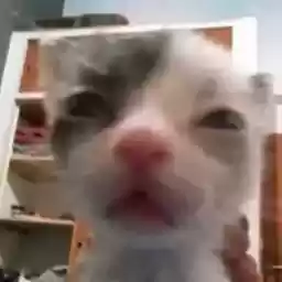 cccccccccats